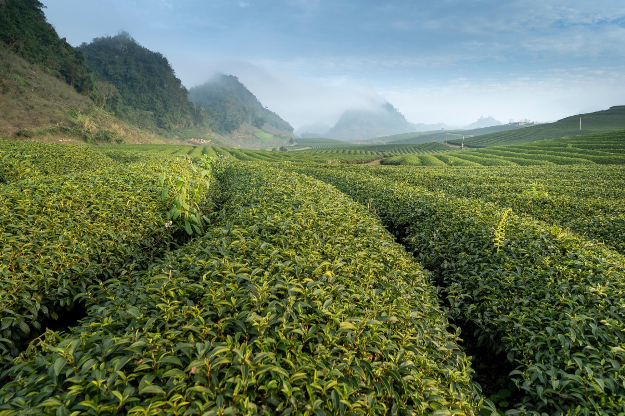 The mountain tea garden indicates the origin of frozen top oolong tea