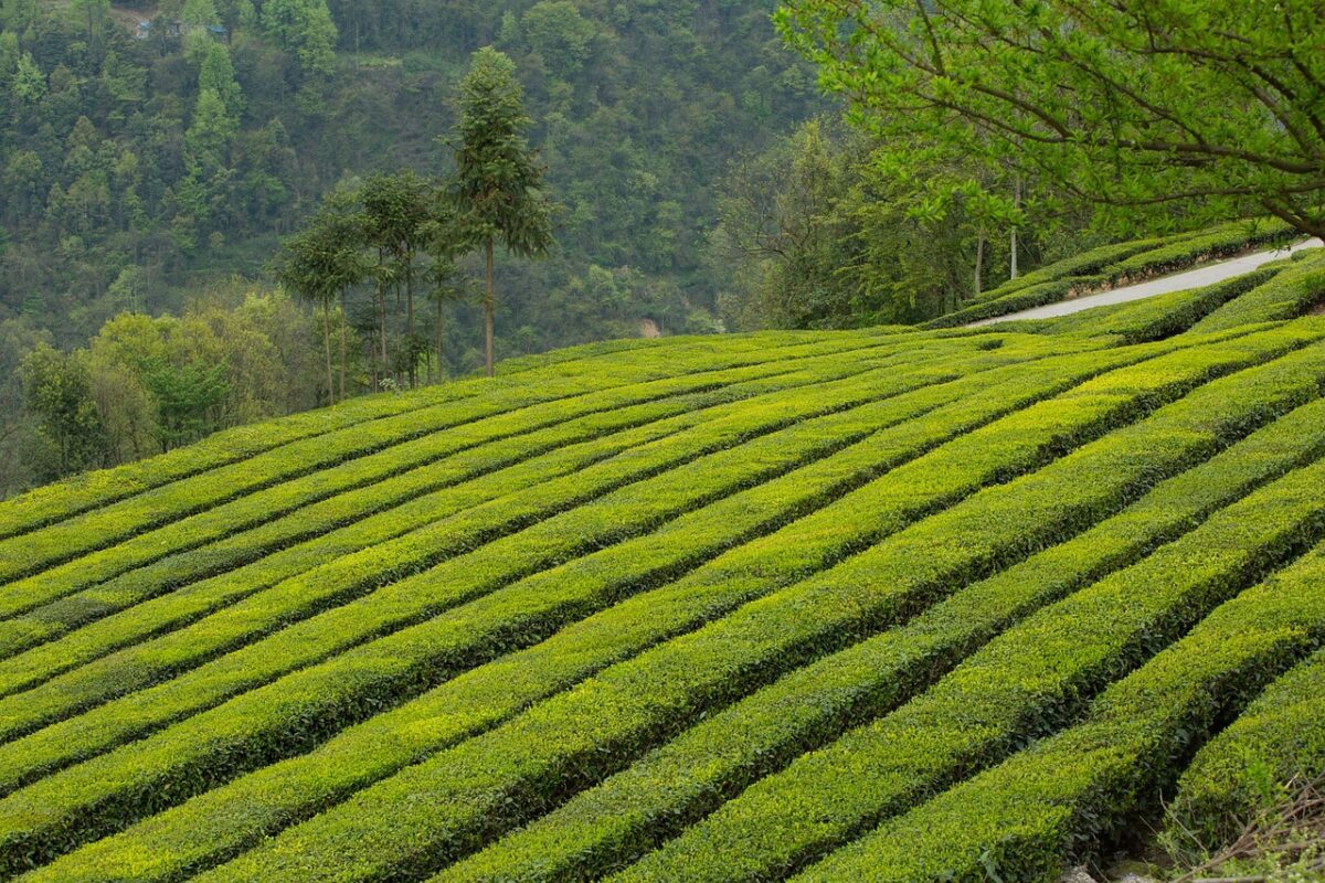 The tea garden indicates that the light roasted oolong tea of Shanlinxi is characterized by the local temperature difference, soft soil and mountain wind, and the unique tea garden conditions