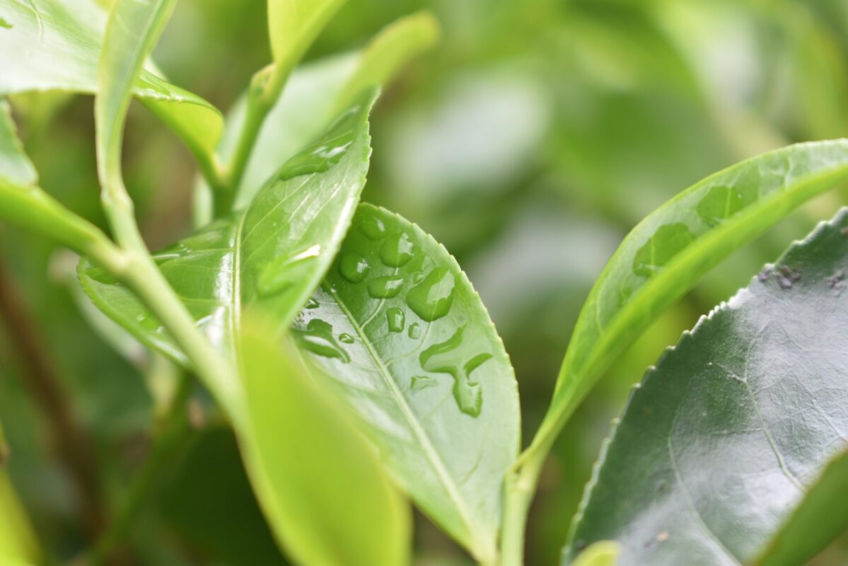 The tea tree diagram shows that the green heart oolong is thick and soft, and the pectin is rich