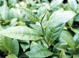 以金萱茶樹表示製成貴妃烏龍的品種為金萱樹種
